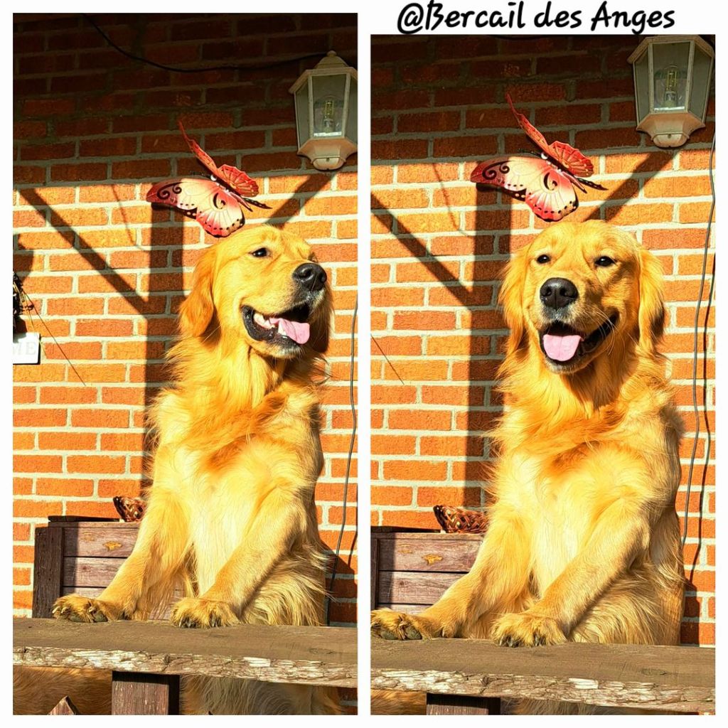 Very irresistible aramis du Bercail des Anges